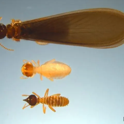 thumbnail for publication: Conehead Termite Nasutitermes corniger (Motschulsky) (Insecta: Blattodea: Termitidae: Nasutitermitinae)